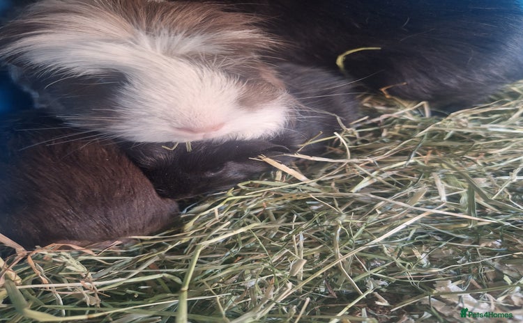Guinea Pig rodents - Advert 8