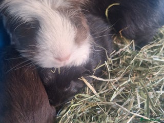 Guinea Pig rodents - Advert 31