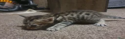 Bengal cats for sale: Bengal tabby  in Reading - Advert 11