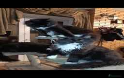 Maine Coon cats for sale: Maine-Coon kittens  - Image 1