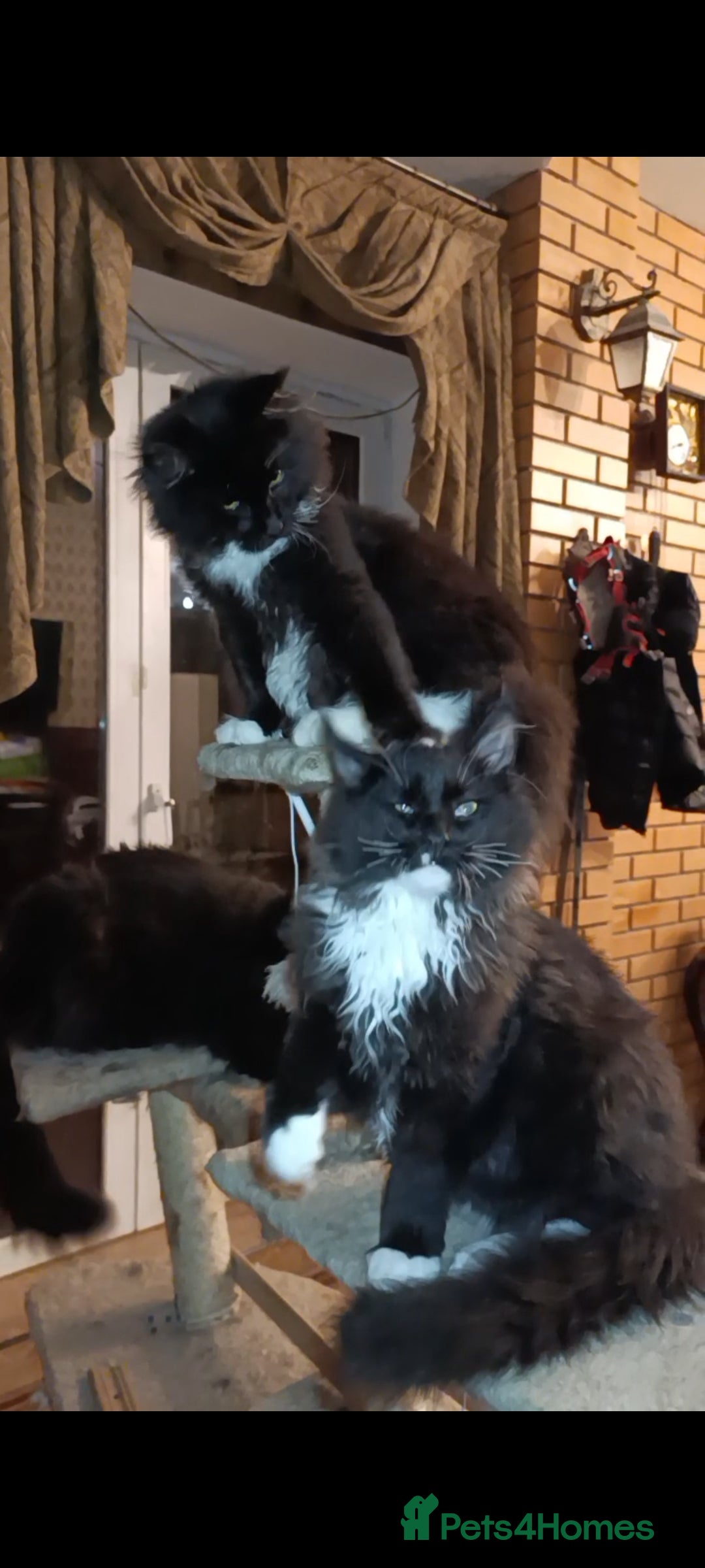 Maine Coon cats for sale: Maine-Coon kittens  - Image 1