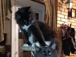 Maine Coon cats - Advert 9