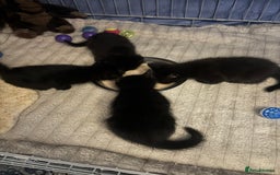 Domestic Shorthair cats for adoption: Meet Ella, Ray, Otis and Marvin 🖤  - Image 3