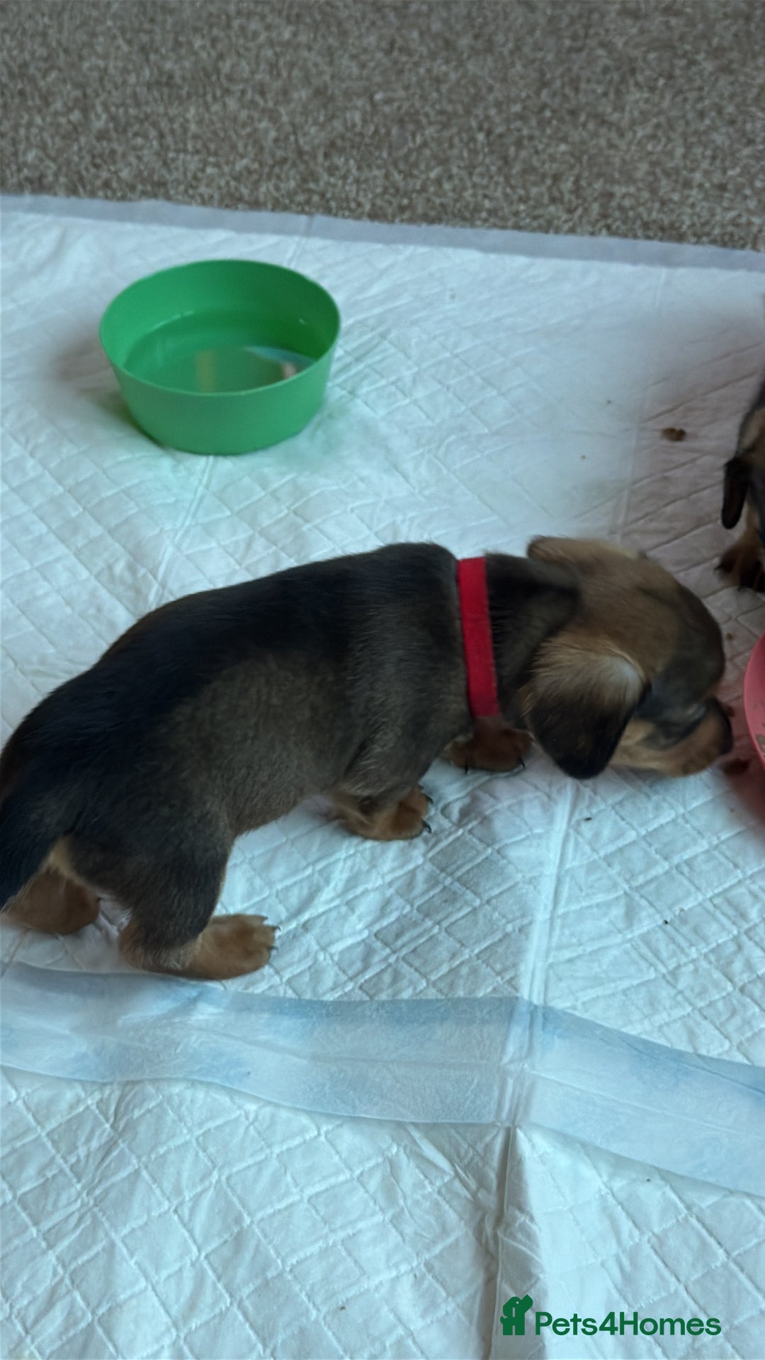 Dachshund dogs for sale: 🐾 Beautiful wired haired Dachshund Puppies - Image 27
