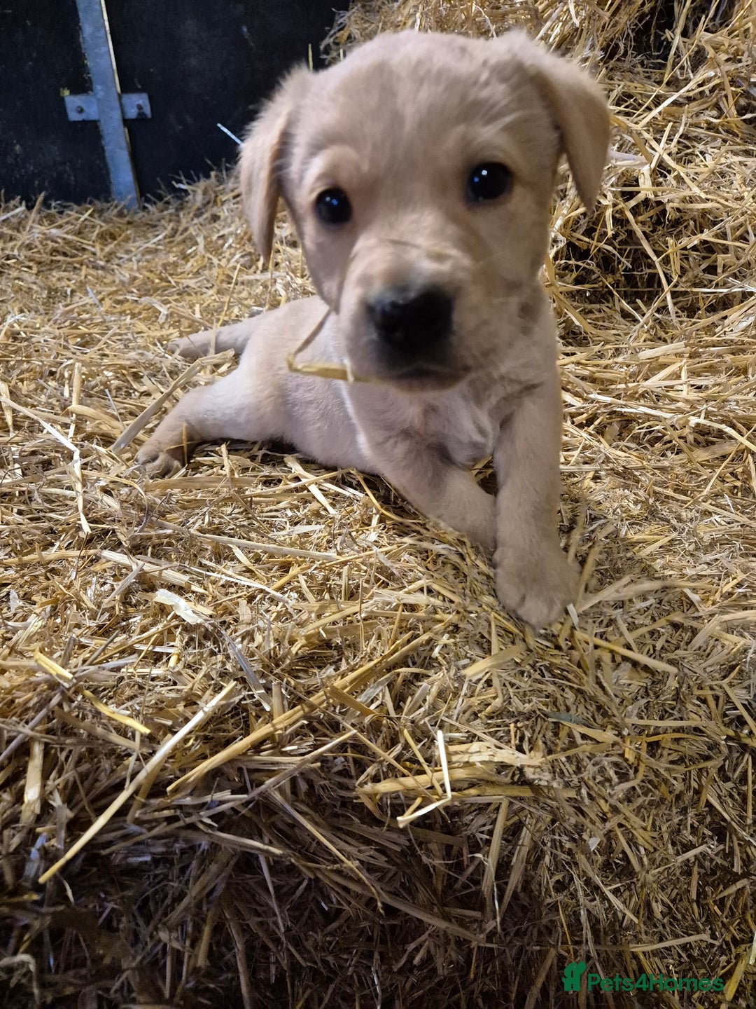 Labrador Retriever dogs for sale: KC Reg Labrador Pups  - Advert 8