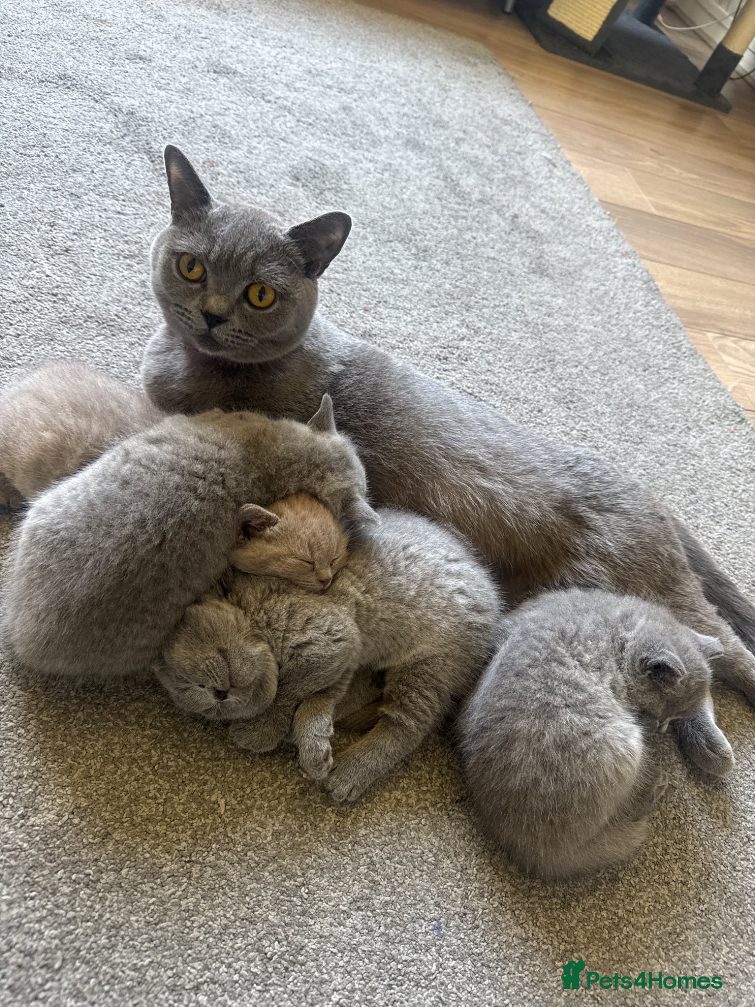 British Shorthair cats for sale: Beautiful British shorthair kittens  - Advert 13