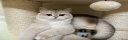 British Shorthair cats for sale: GCCF reg Active BSH Blue Gold Female for Breeding - Advert 1