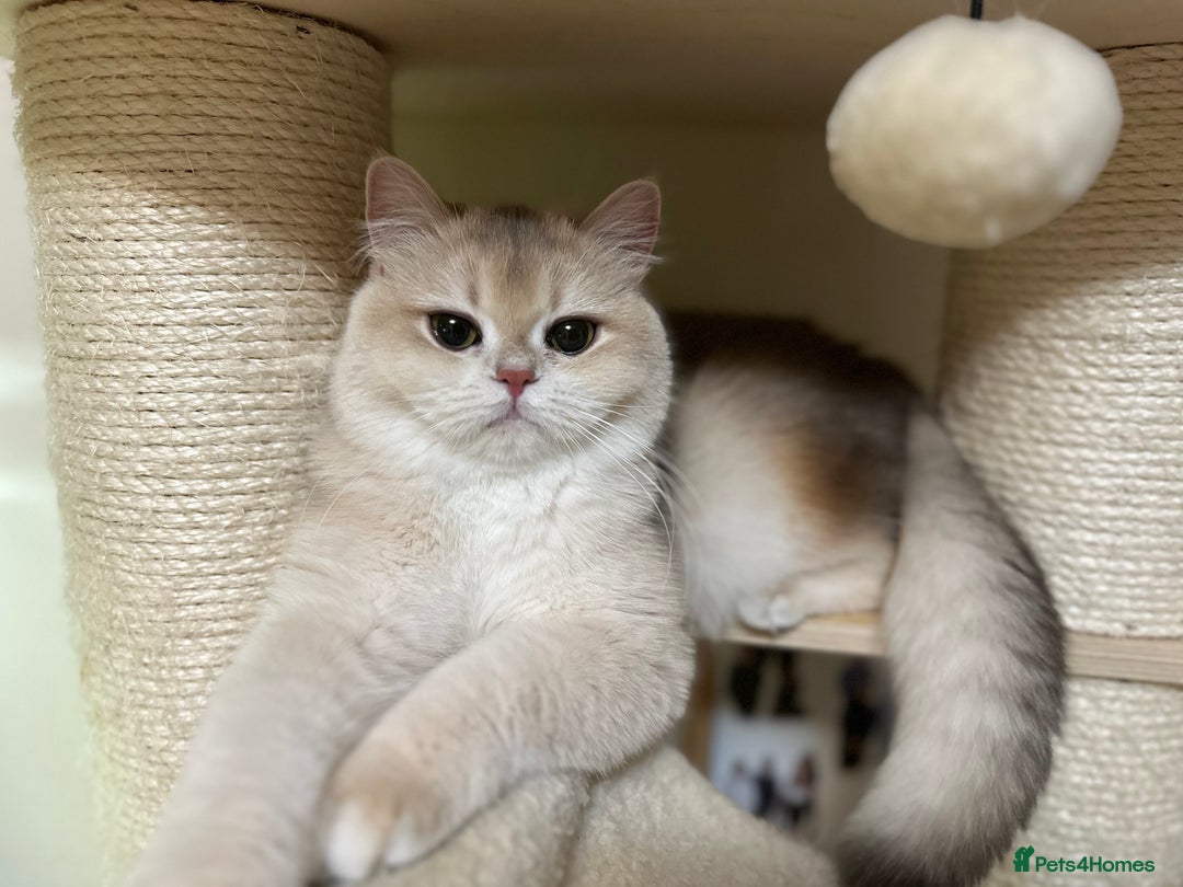 British Shorthair cats for sale: GCCF reg Active BSH Blue Gold Female for Breeding - Advert 1