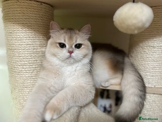 British Shorthair cats GCCF reg Active BSH Blue Gold Female for Breeding - Advert 3
