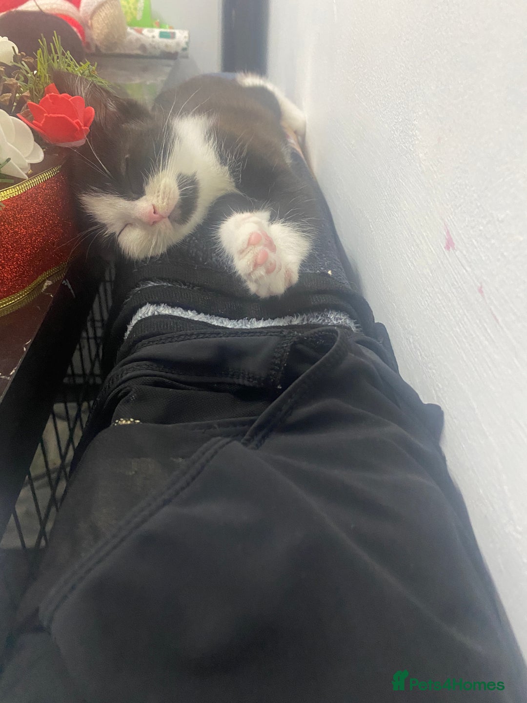 Mixed Breed cats for sale: 1/2 British shorthair/mixed kittens - Advert 2