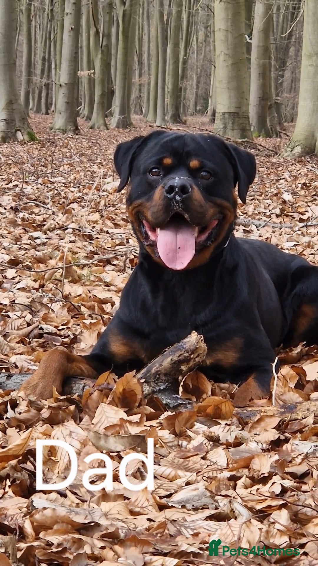 Rottweiler dogs for sale: Pregnancy Announcement - Chunky Rottweiler Puppies - Image 5