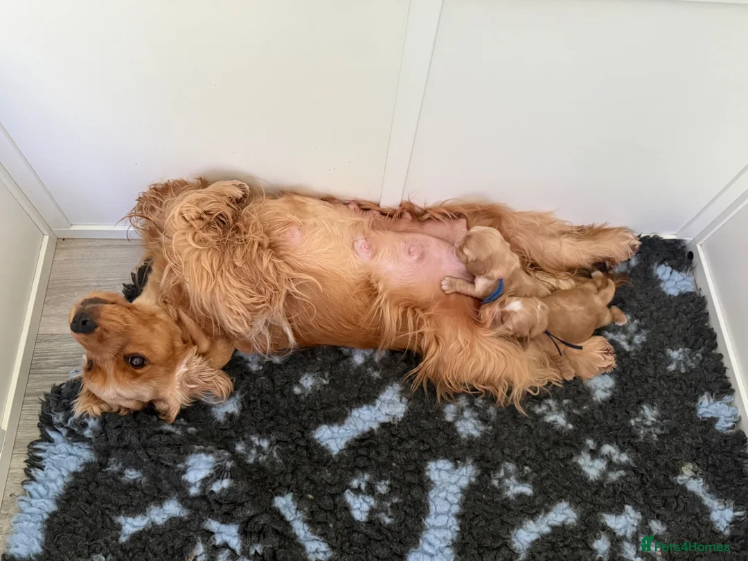 Cocker Spaniel dogs for sale: Champion show lines kc show type cocker spaniels - Advert 7