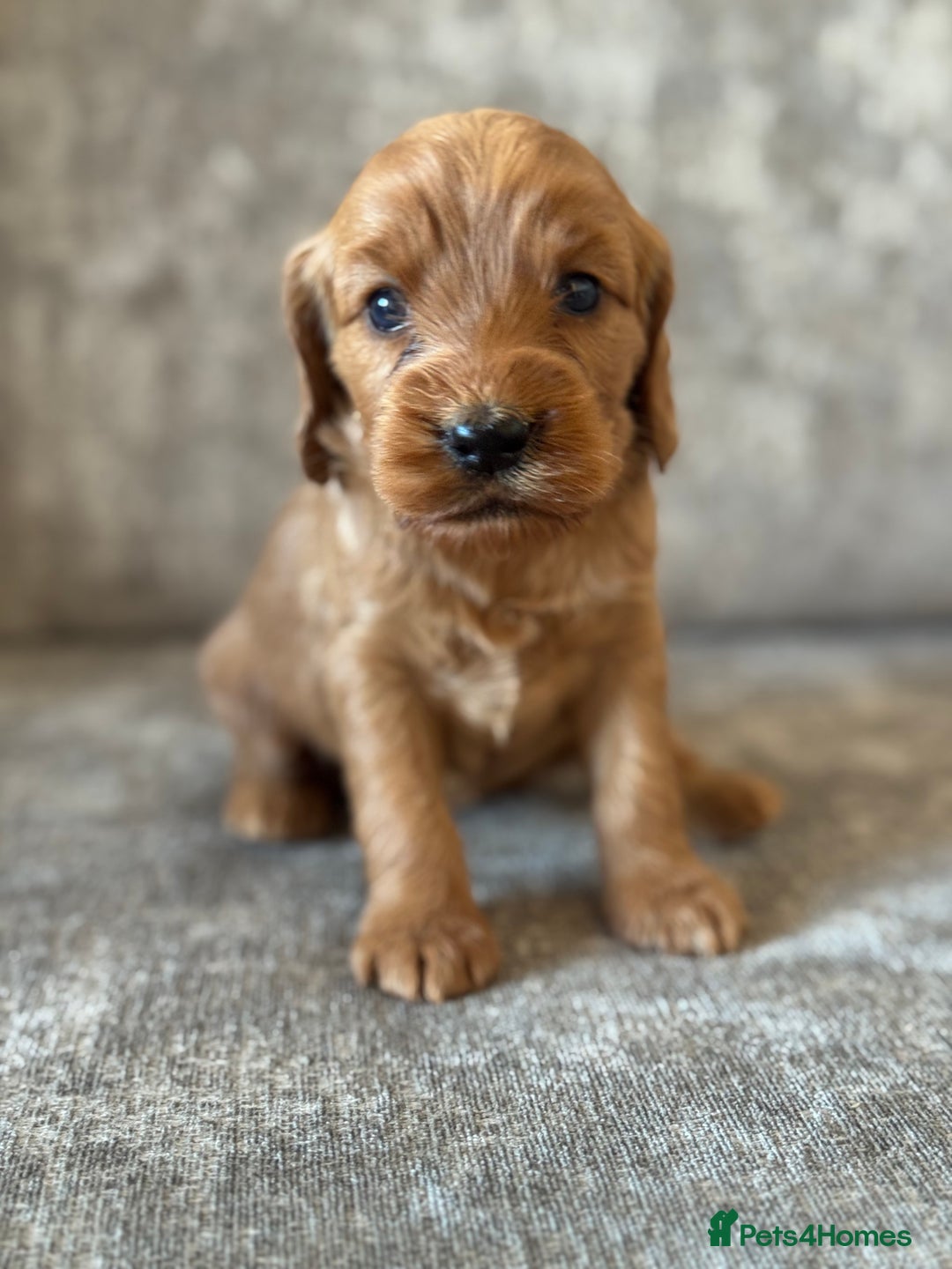 Cockapoo dogs for sale: BEAUTIFUL RED COCKAPOO PUPS HEALTH TESTED PARENTS - Advert 23