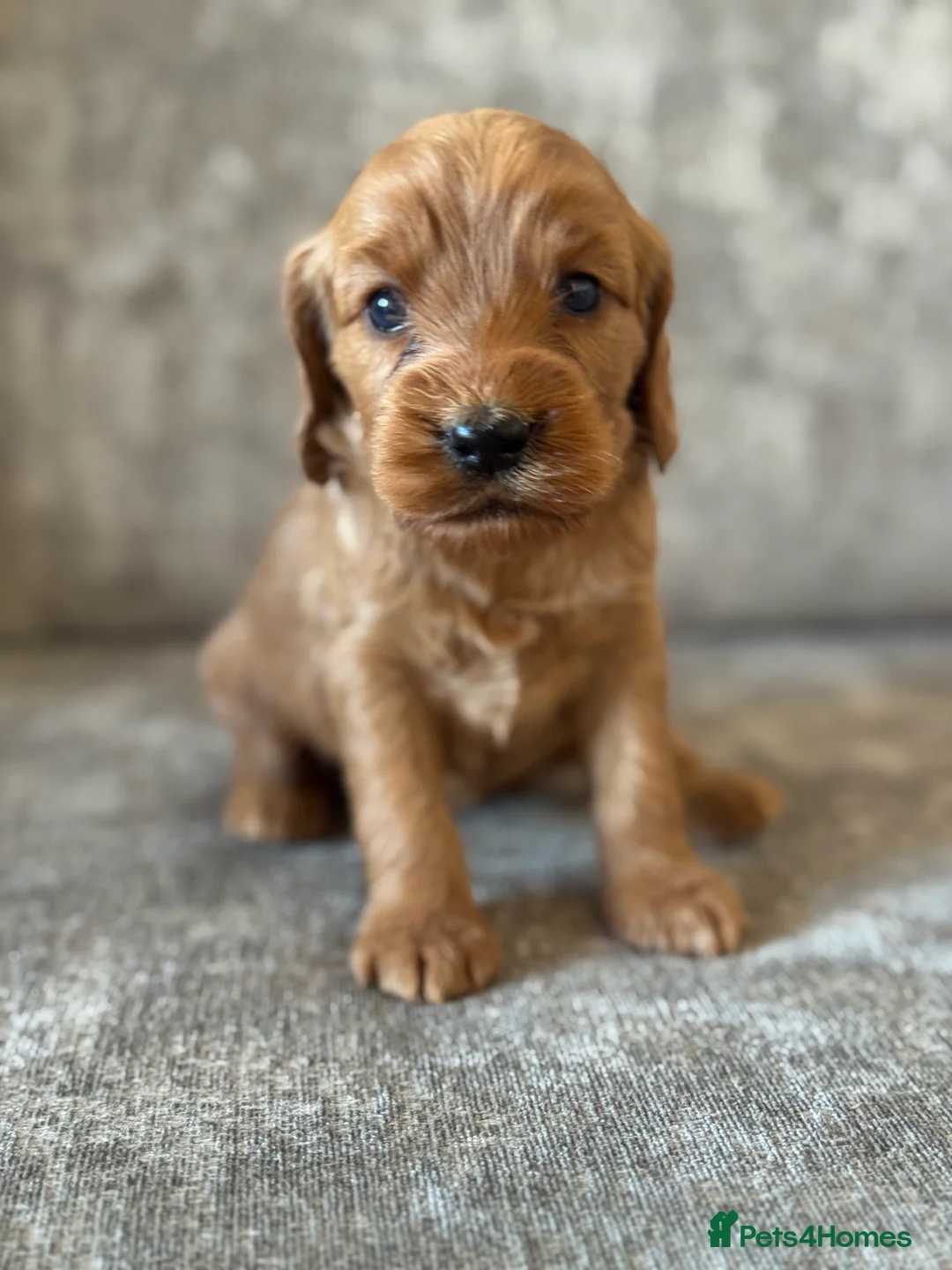 Cockapoo dogs for sale: BEAUTIFUL RED COCKAPOO PUPS HEALTH TESTED PARENTS - Advert 16