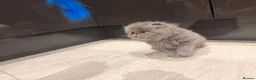 Persian cats for sale: GCCF Registered Blue Persian Kittens  - Advert 15