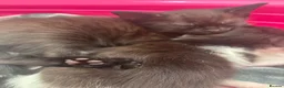 Mixed Breed cats for sale: Baby girl kittens - Advert 7