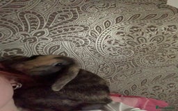 English Lop rabbits for sale: Female lop  - Image 1