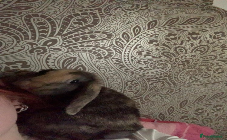 English Lop rabbits - Advert 1