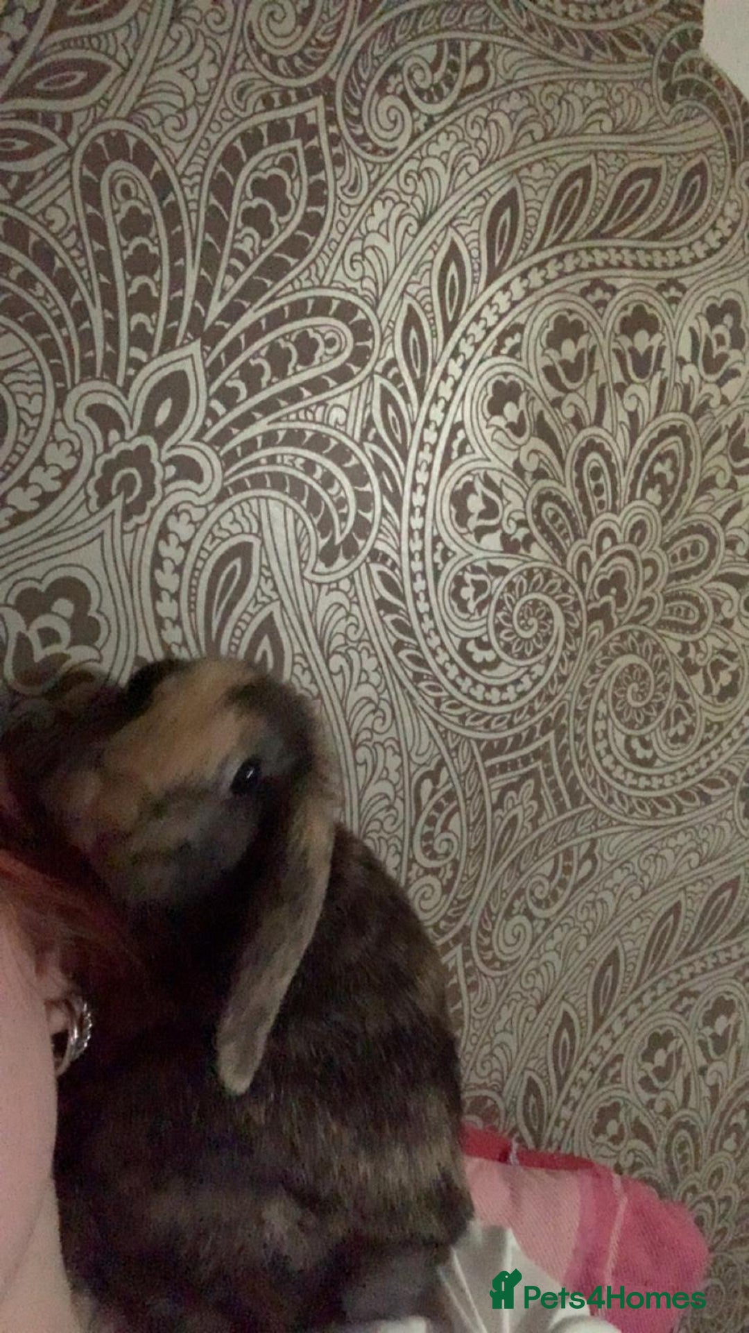 English Lop rabbits for sale: Female lop  - Image 1