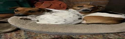 Jack Russell dogs for sale: 2 Jack Russel puppies wanting loving homes. - Advert 5