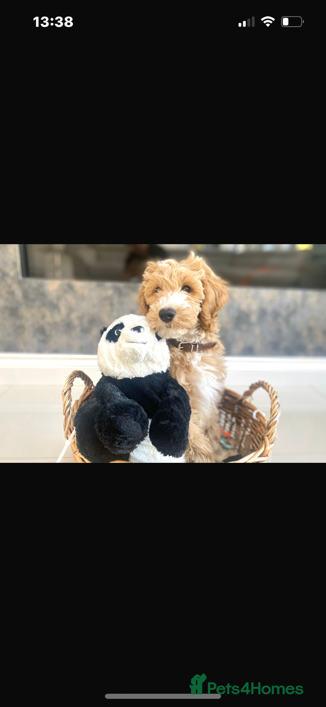 Australian Labradoodle dogs for sale: Australian labradoodles from Annetteslabradoodles  - Advert 18