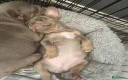 American Bulldog dogs for sale: Pocket bully  - Image 2