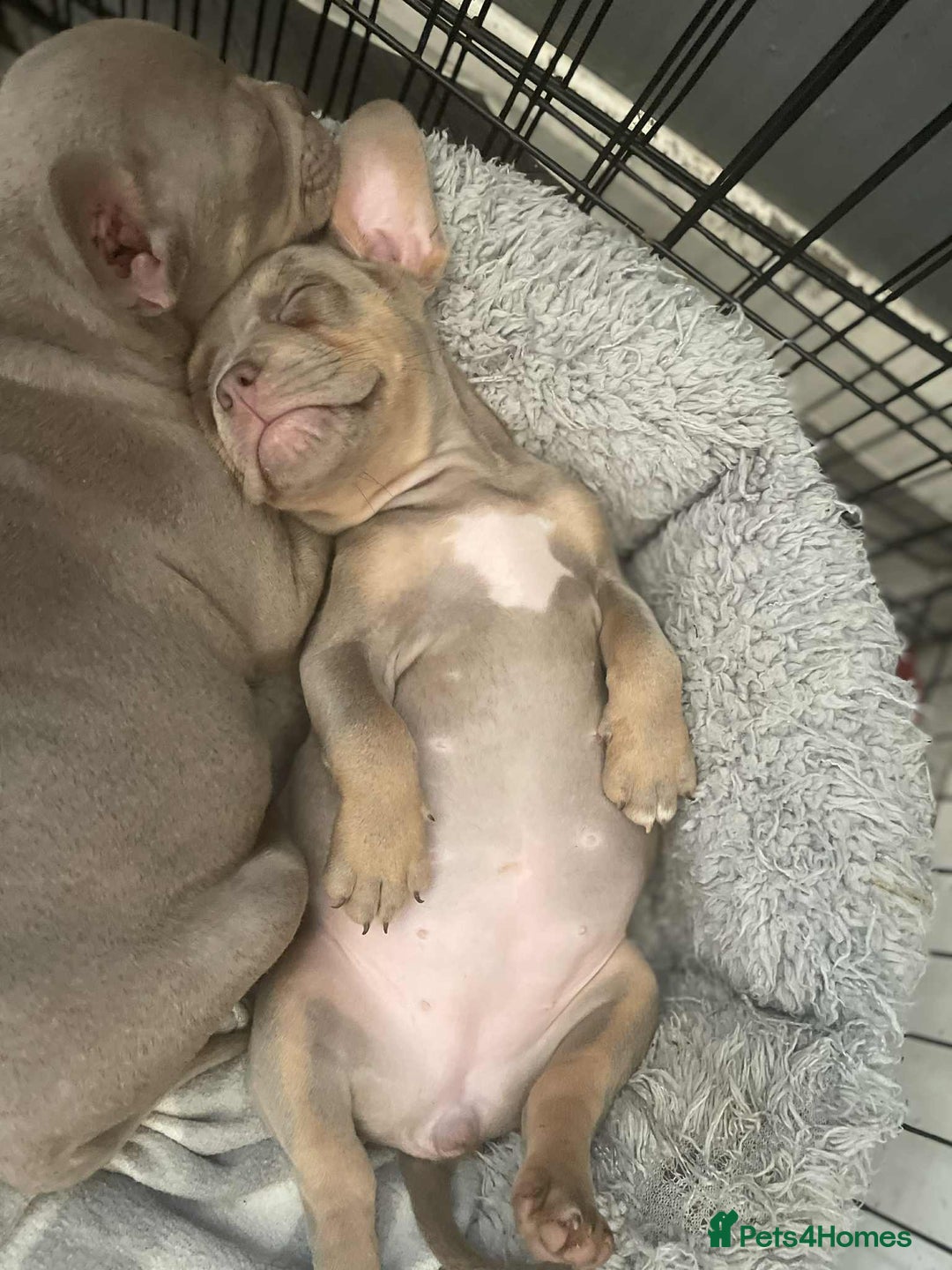 American Bulldog dogs for sale: Pocket bully  - Image 2