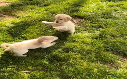 Golden Retriever dogs for sale: Golden retriever puppy's for sale  - Image 6