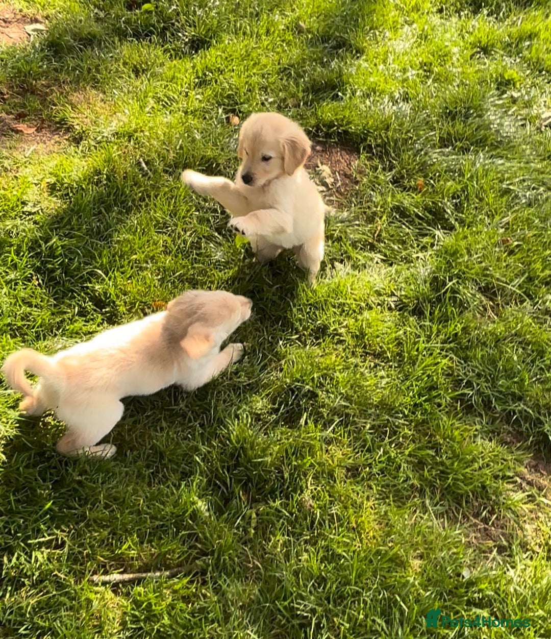 Golden Retriever dogs for sale: Golden retriever puppy's for sale  - Image 6