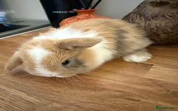 Mini Lop rabbits for sale: Pure mini lops  - Image 7