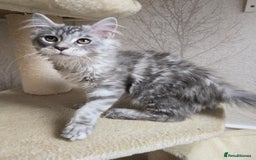 Maine Coon cats for sale: READY NOW Maine Coon Kitten Russian/Shaded lines in Hull - Image 23