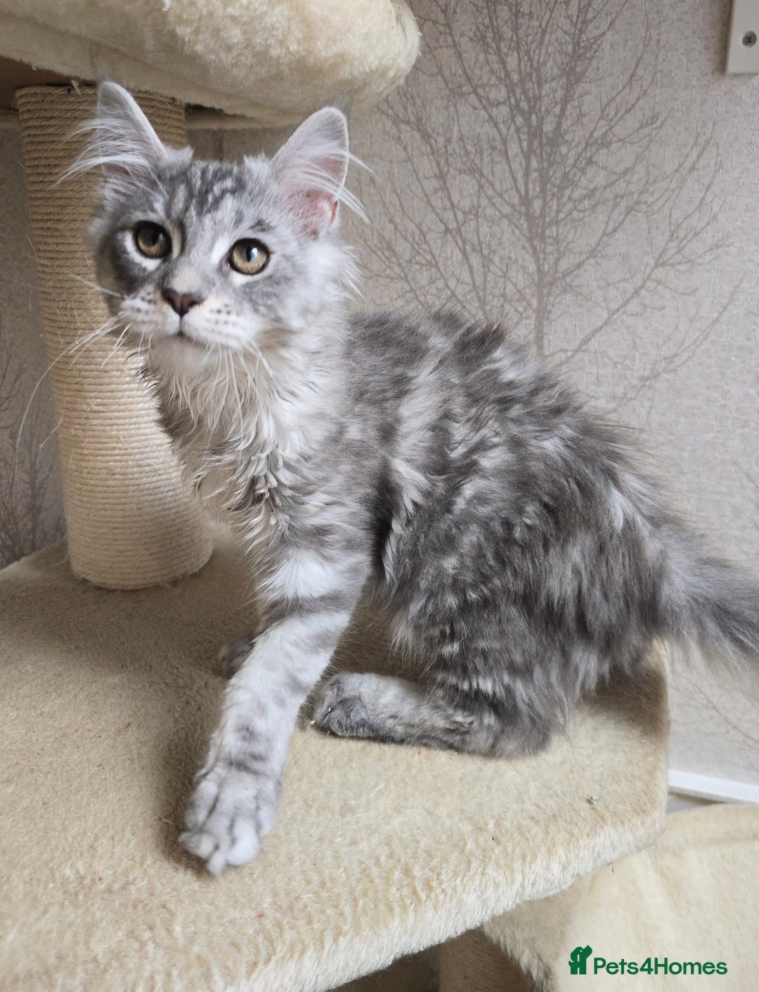 Maine Coon cats for sale: READY NOW Maine Coon Kitten Russian/Shaded lines in Hull - Image 23