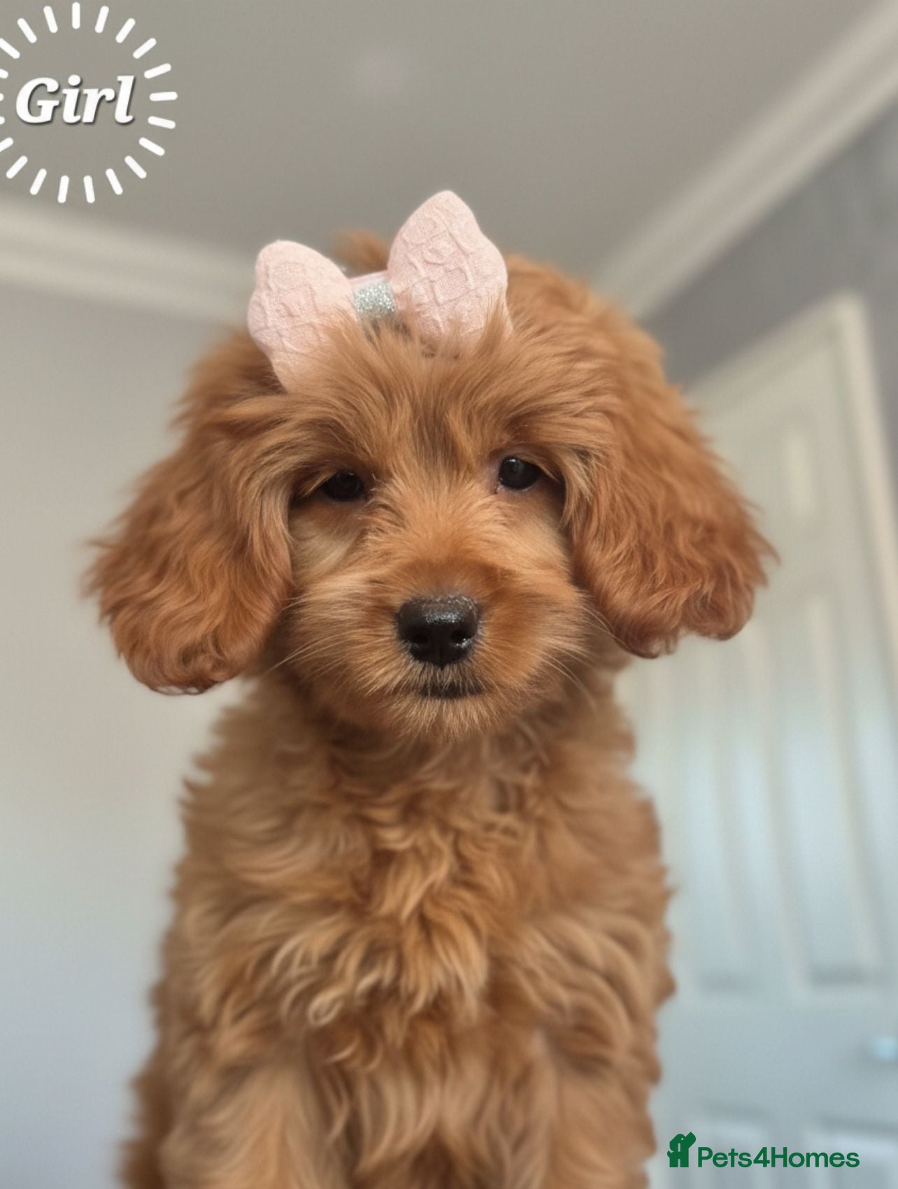 Cavapoo dogs 🧡CAVAPOO PUPPIES EXTENSIVELY DNA HEALTH TESTED🧡  - Advert 1