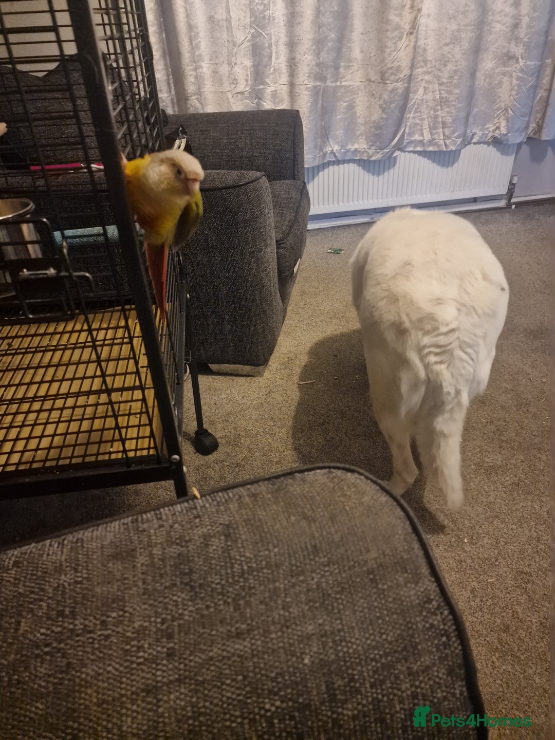 Conures birds for sale: George  - Advert 2