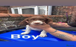 English Springer Spaniel dogs for sale: Puppies for sale 9 week old  - Image 2