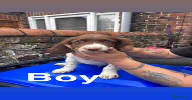 English Springer Spaniel dogs - Advert 5