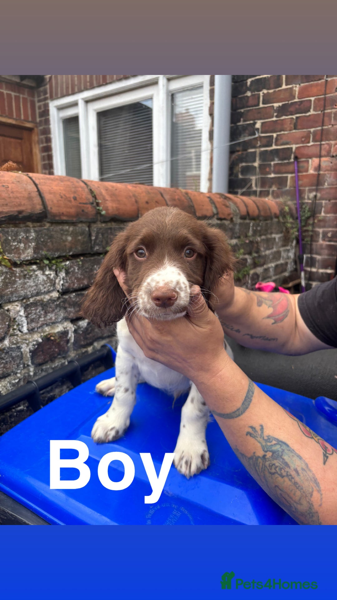 English Springer Spaniel dogs for sale: Puppies for sale 9 week old  - Image 2
