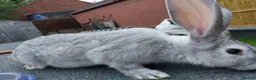 Continental Giant rabbits for sale: Young Male continental giant rabbit - Advert 5