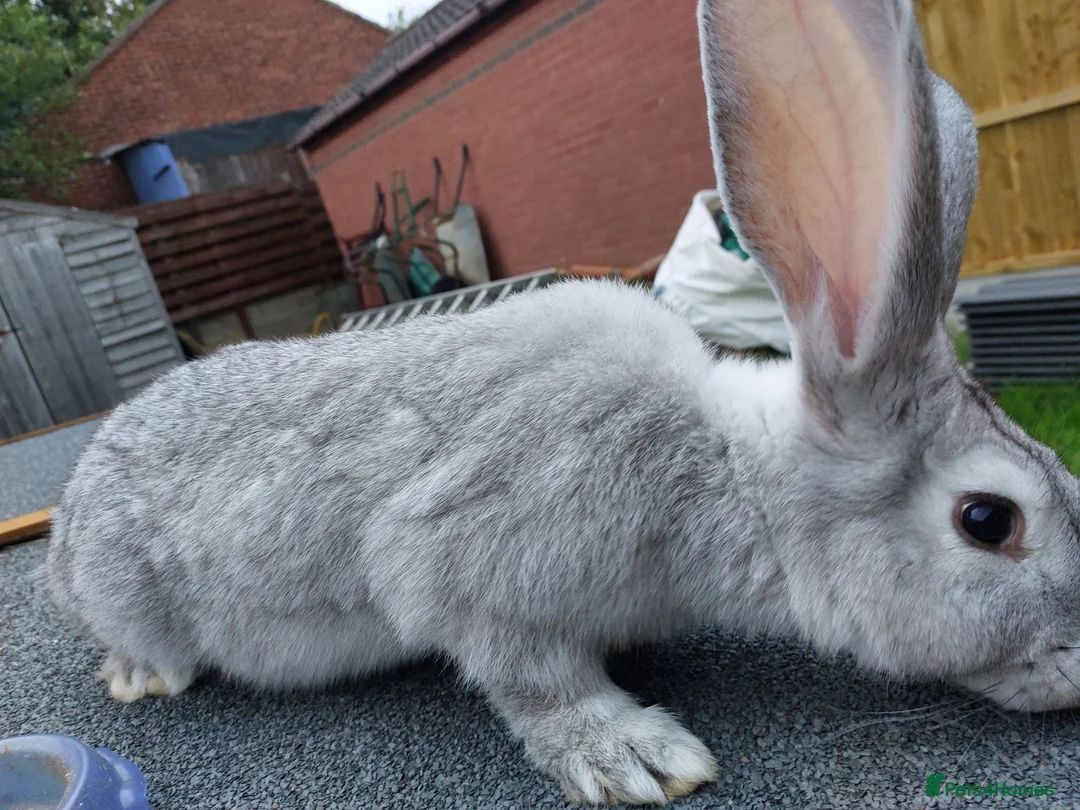 Continental Giant rabbits for sale: Young Male continental giant rabbit - Advert 5