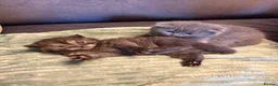 Scottish Fold cats for sale: Adorable 5 Scottish Fold Kittens - Advert 13