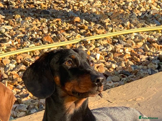 Miniature Dachshund dogs KC registered miniature dachshund - Advert 6