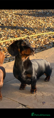 Miniature Dachshund dogs - Advert 3