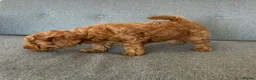 Miniature Poodle dogs for sale: Small Miniature Poodle Boys - Advert 5
