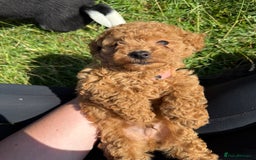 Toy Poodle dogs for sale: Miniature toy poodles - Image 5