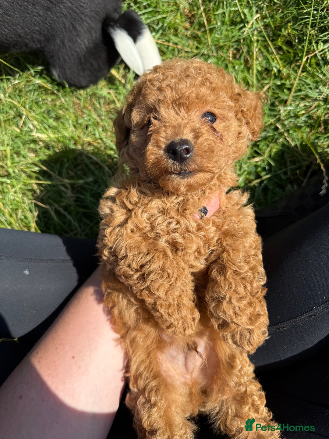 Toy Poodle dogs for sale: Miniature toy poodles - Image 5
