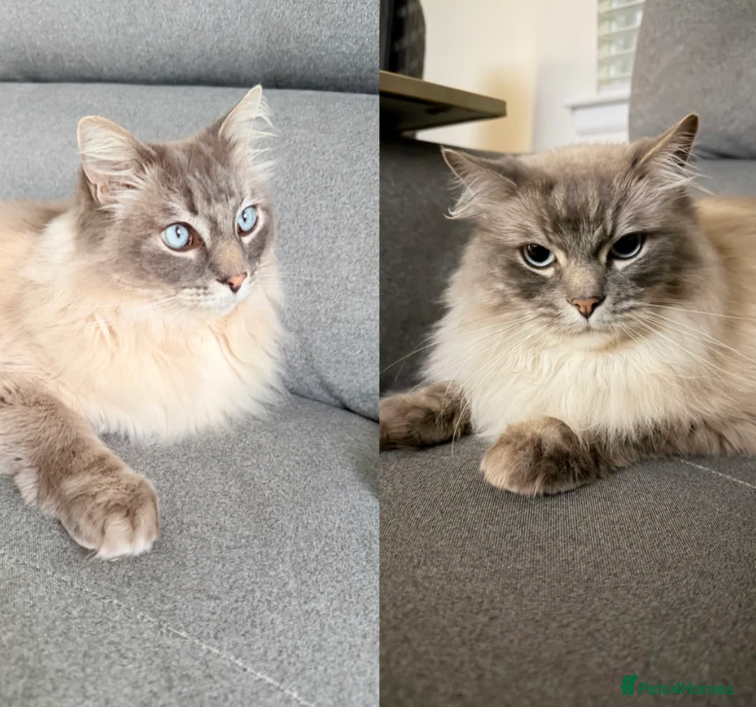 Ragdoll cats for sale: 2 Male Ragdolls looking to find a loving home - Advert 1