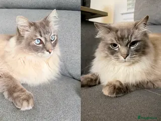 Ragdoll cats 2 Male Ragdolls looking to find a loving home - Advert 1