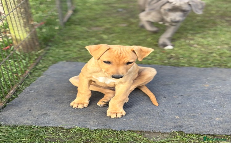 Mixed Breed dogs - Advert 1