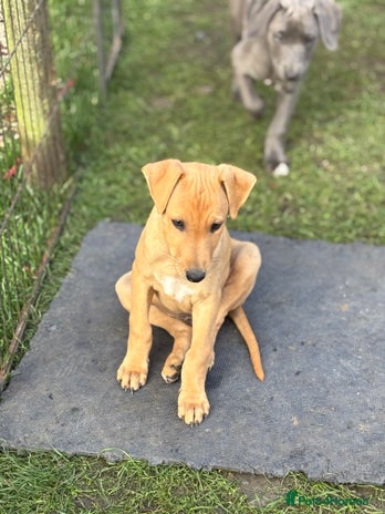 Mixed Breed dogs - Advert 1
