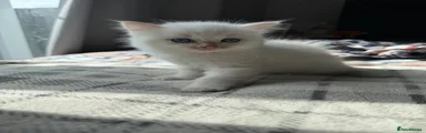 Ragdoll 1